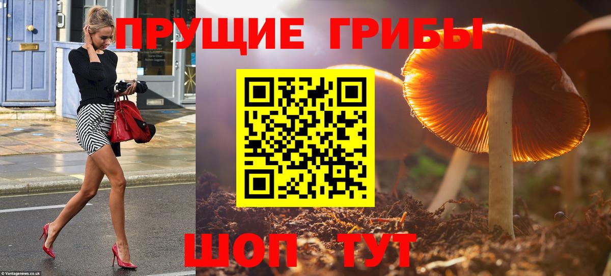Дагестанские Огни  Галлюциногенные грибы MAGIC MUSHROOMS  Вход с VPN  Псилоцибиновые грибы GOLDEN TEACHER 