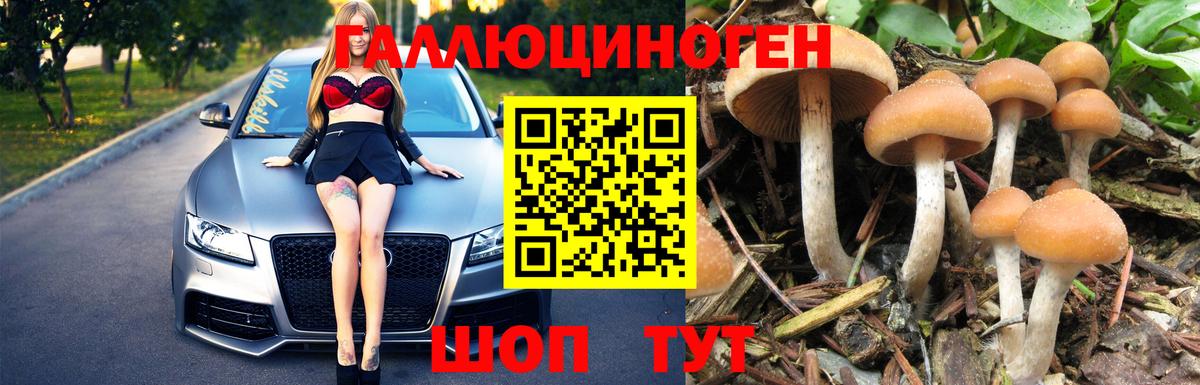 Псилоцибиновые грибы Psilocybine cubensis Дагестанские Огни